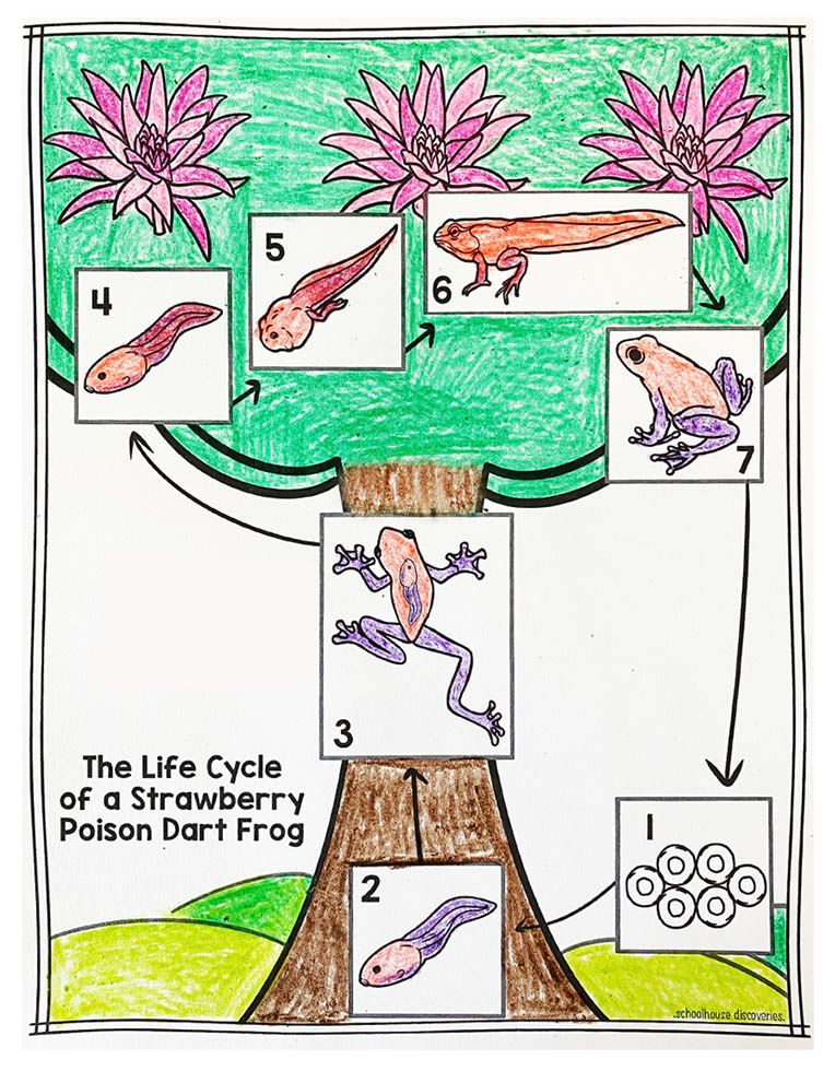 EE Tropical Rainforest